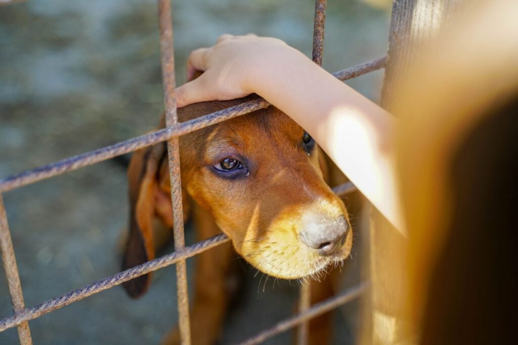 Tierrecht in Österreich einfach erklärt – Rechte, Pflichten und wichtige Regelungen